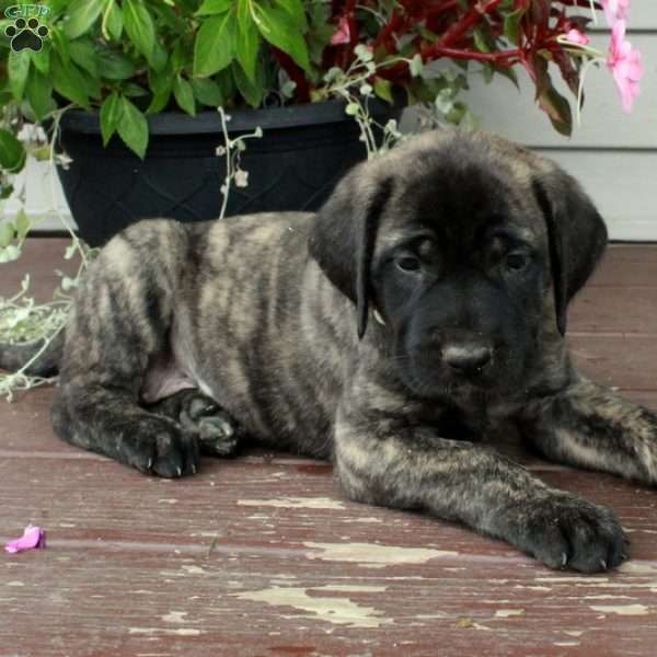 Ria, English Mastiff Puppy