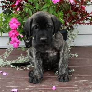Ria, English Mastiff Puppy