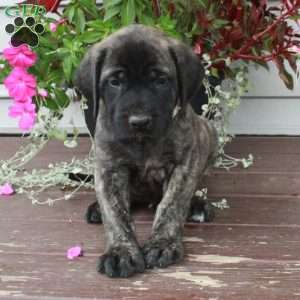 Ria, English Mastiff Puppy