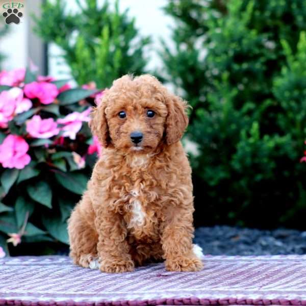 Rianna, Miniature Poodle Puppy