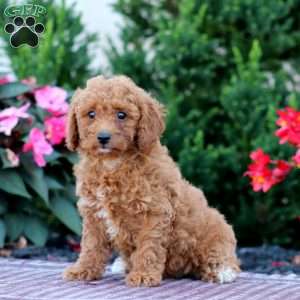 Rianna, Miniature Poodle Puppy