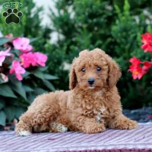 Rianna, Miniature Poodle Puppy