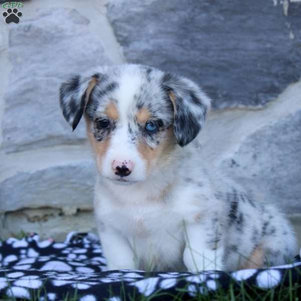 Rich, Pembroke Welsh Corgi Puppy
