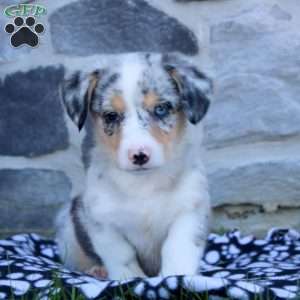 Rich, Pembroke Welsh Corgi Puppy