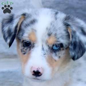 Rich, Pembroke Welsh Corgi Puppy