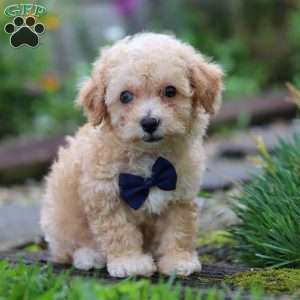 Ricky, Miniature Poodle Puppy