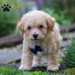 Ricky, Miniature Poodle Puppy