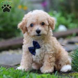 Ricky, Miniature Poodle Puppy