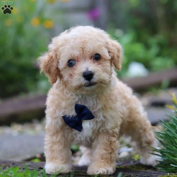 Ricky, Miniature Poodle Puppy