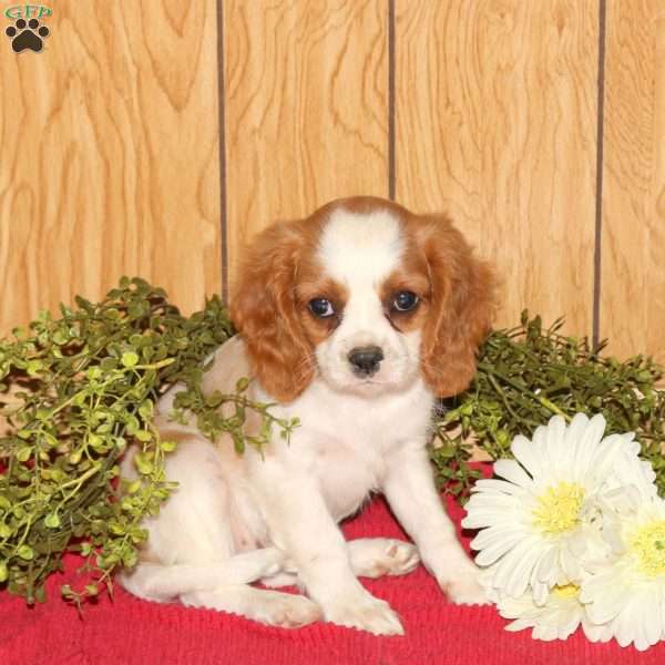 Ricky, Cavalier King Charles Spaniel Puppy