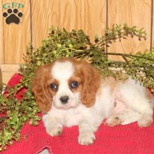 Ricky, Cavalier King Charles Spaniel Puppy