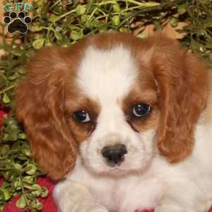 Ricky, Cavalier King Charles Spaniel Puppy