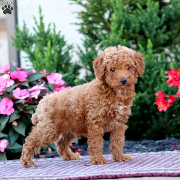 Ricky, Miniature Poodle Puppy