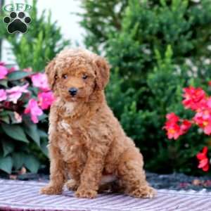Ricky, Miniature Poodle Puppy