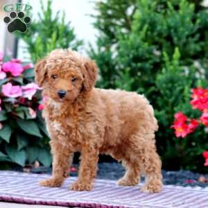 Ricky, Miniature Poodle Puppy