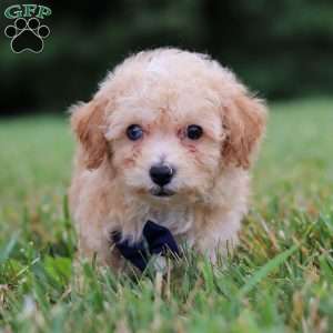 Ricky, Miniature Poodle Puppy