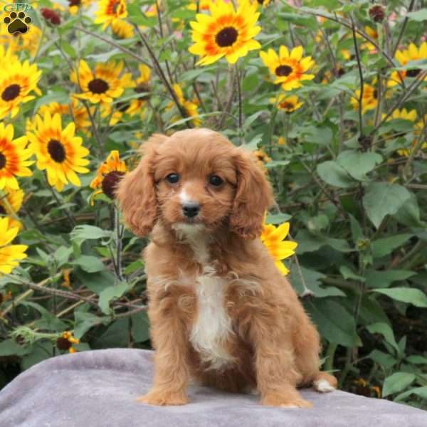 Riley, Cavapoo Puppy