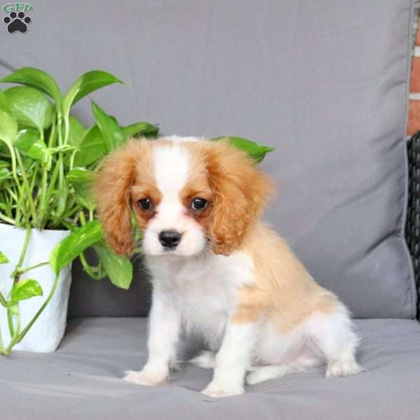 Riley, Cavalier King Charles Spaniel Puppy