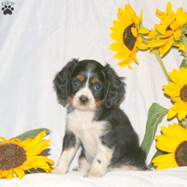 Riley, Cavalier King Charles Spaniel Puppy