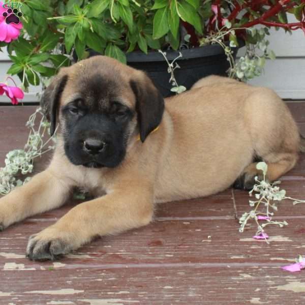 Riley, English Mastiff Puppy