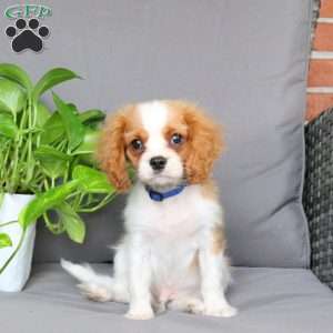 Riley, Cavalier King Charles Spaniel Puppy
