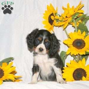 Riley, Cavalier King Charles Spaniel Puppy