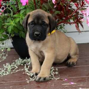 Riley, English Mastiff Puppy
