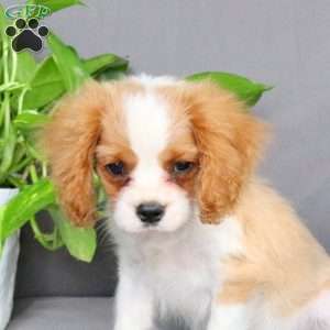 Riley, Cavalier King Charles Spaniel Puppy