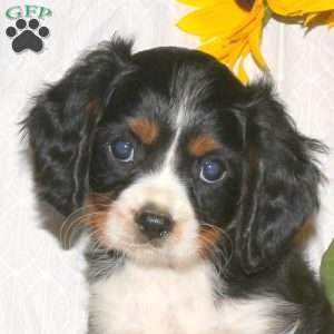 Riley, Cavalier King Charles Spaniel Puppy
