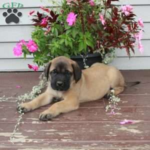 Riley, English Mastiff Puppy