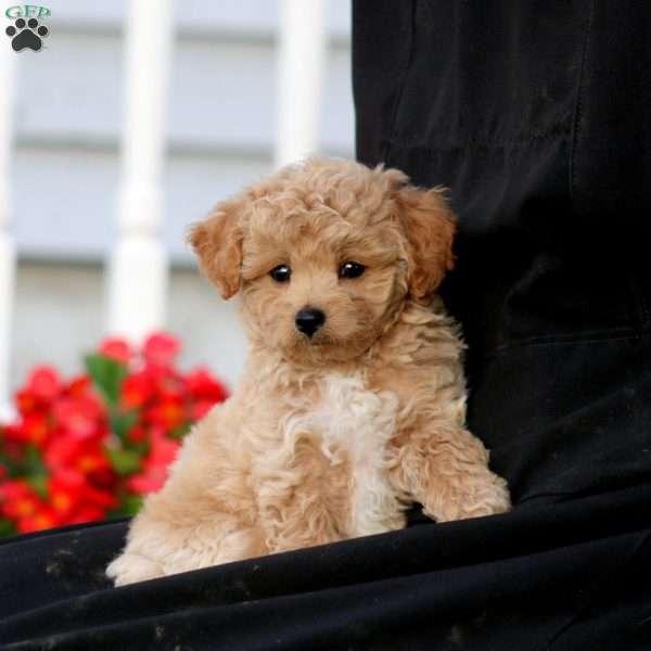 Riley, Yorkie Poo Puppy