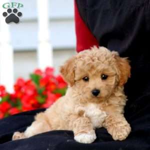 Riley, Yorkie Poo Puppy