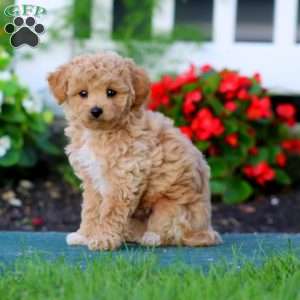 Riley, Yorkie Poo Puppy