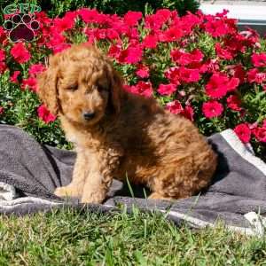 Riley, Mini Goldendoodle Puppy