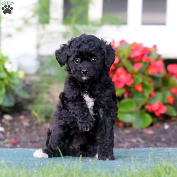 Rilynn, Yorkie Poo Puppy