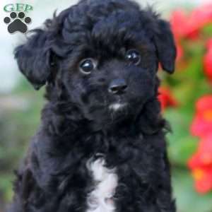 Rilynn, Yorkie Poo Puppy