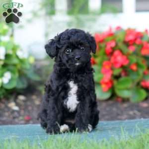 Rilynn, Yorkie Poo Puppy