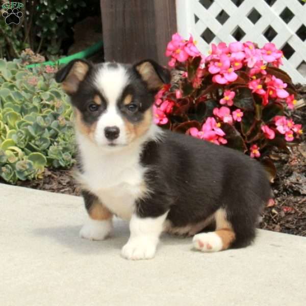 Riot, Pembroke Welsh Corgi Puppy