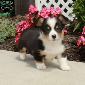 Riot, Pembroke Welsh Corgi Puppy