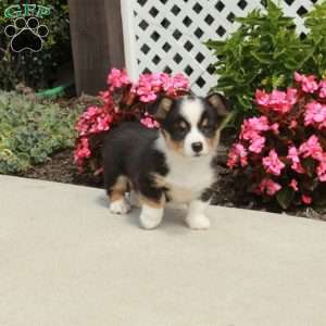 Riot, Pembroke Welsh Corgi Puppy