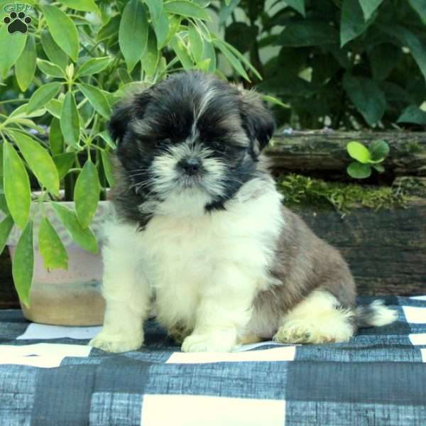 Rita, Shih Tzu Puppy