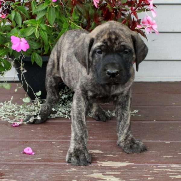Rita, English Mastiff Puppy