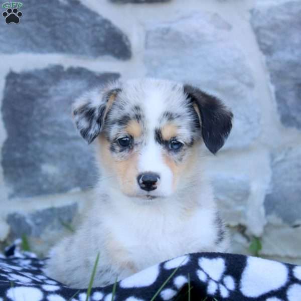 Rita, Pembroke Welsh Corgi Puppy