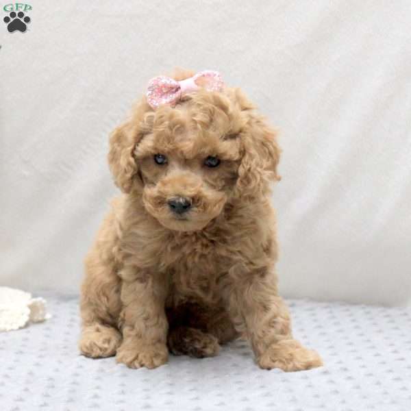 Rita, Miniature Poodle Puppy