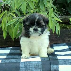 Rita, Shih Tzu Puppy