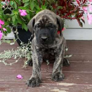 Rita, English Mastiff Puppy