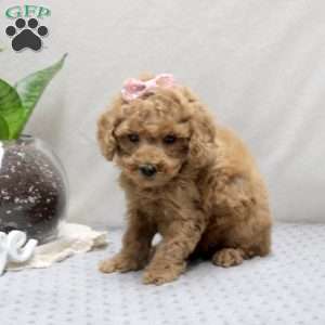Rita, Miniature Poodle Puppy