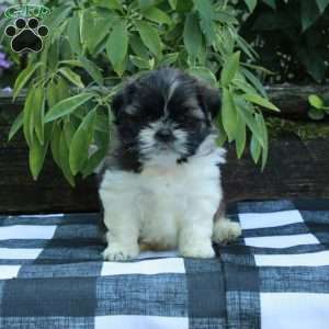 Rita, Shih Tzu Puppy