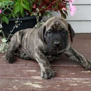 Rita, English Mastiff Puppy