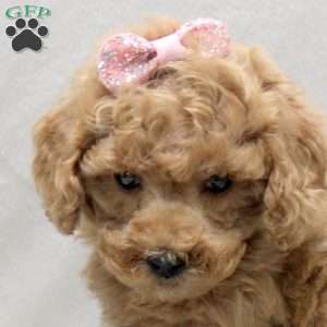 Rita, Miniature Poodle Puppy